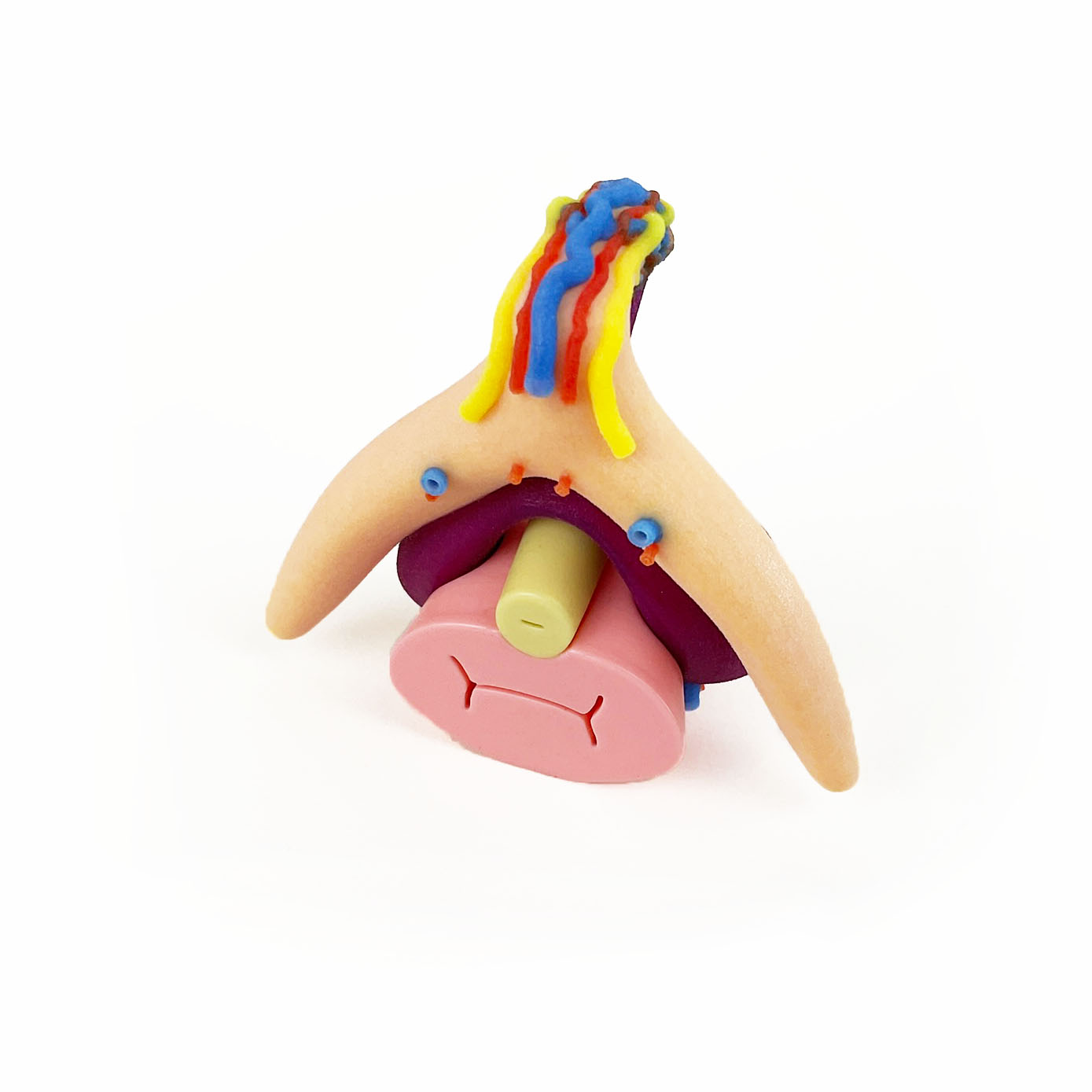 3D-Modell Bulboklitoralorgan | nach Prof. Dr. D. Haag-Wackernagel