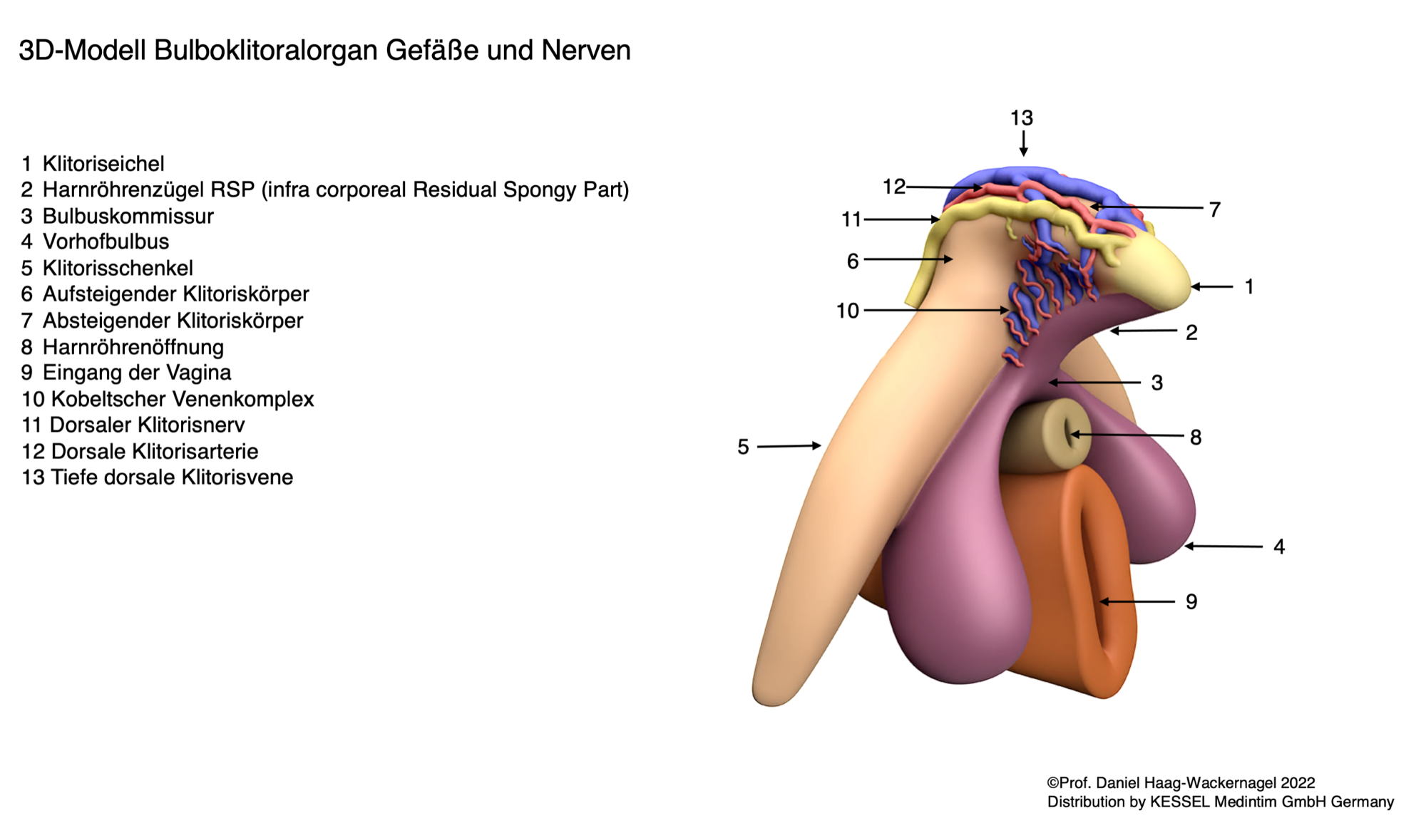 3D-Modell Bulboklitoralorgan | nach Prof. Dr. D. Haag-Wackernagel
