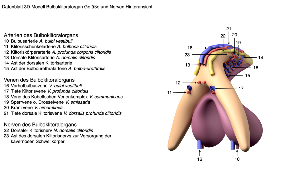 3D-Modell Bulboklitoralorgan | nach Prof. Dr. D. Haag-Wackernagel