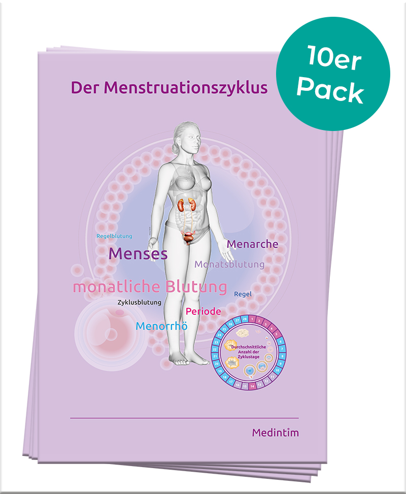 Broschüre Menstruationszyklus (10er Pack)