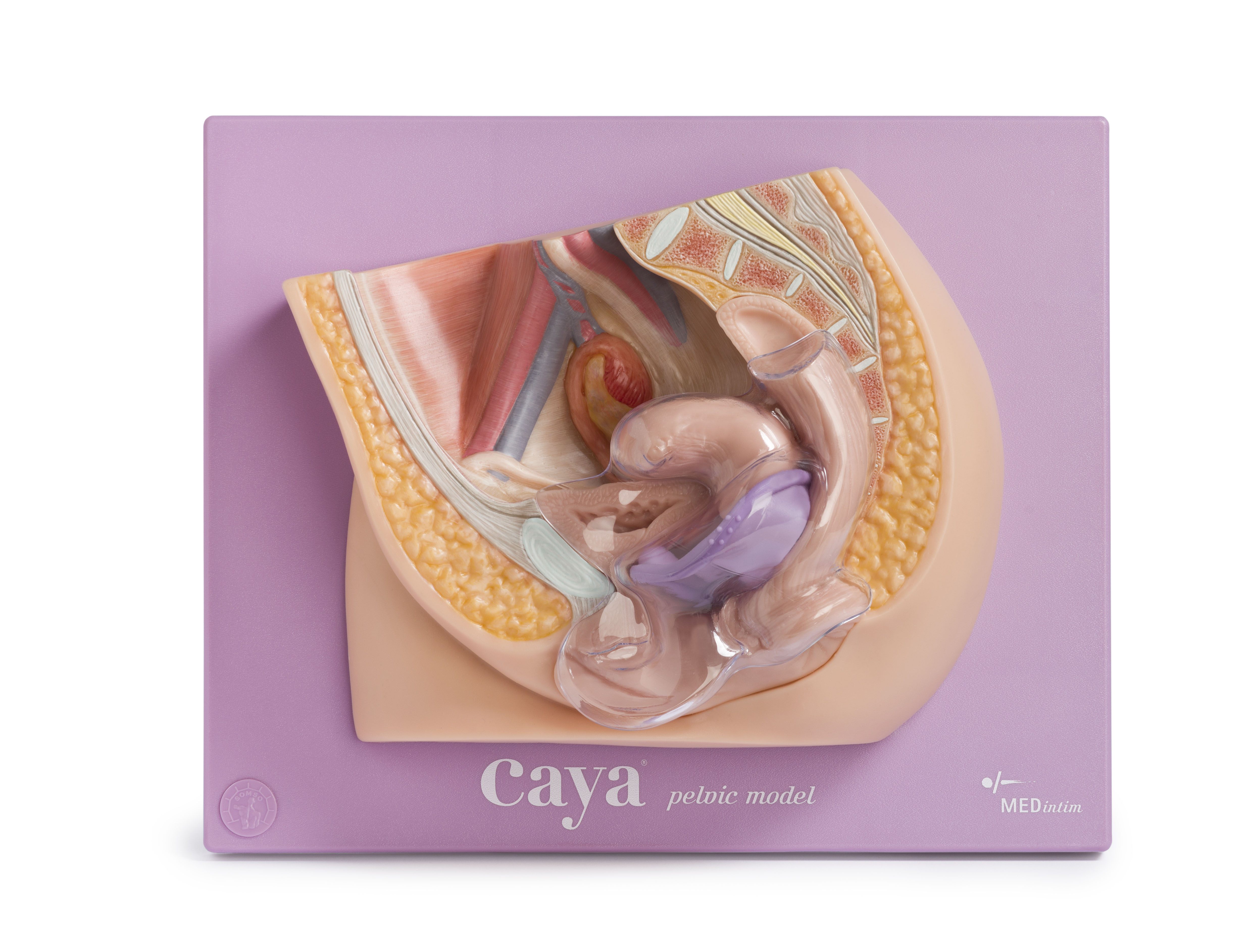 Caya® pelvic model | Beckenmodell