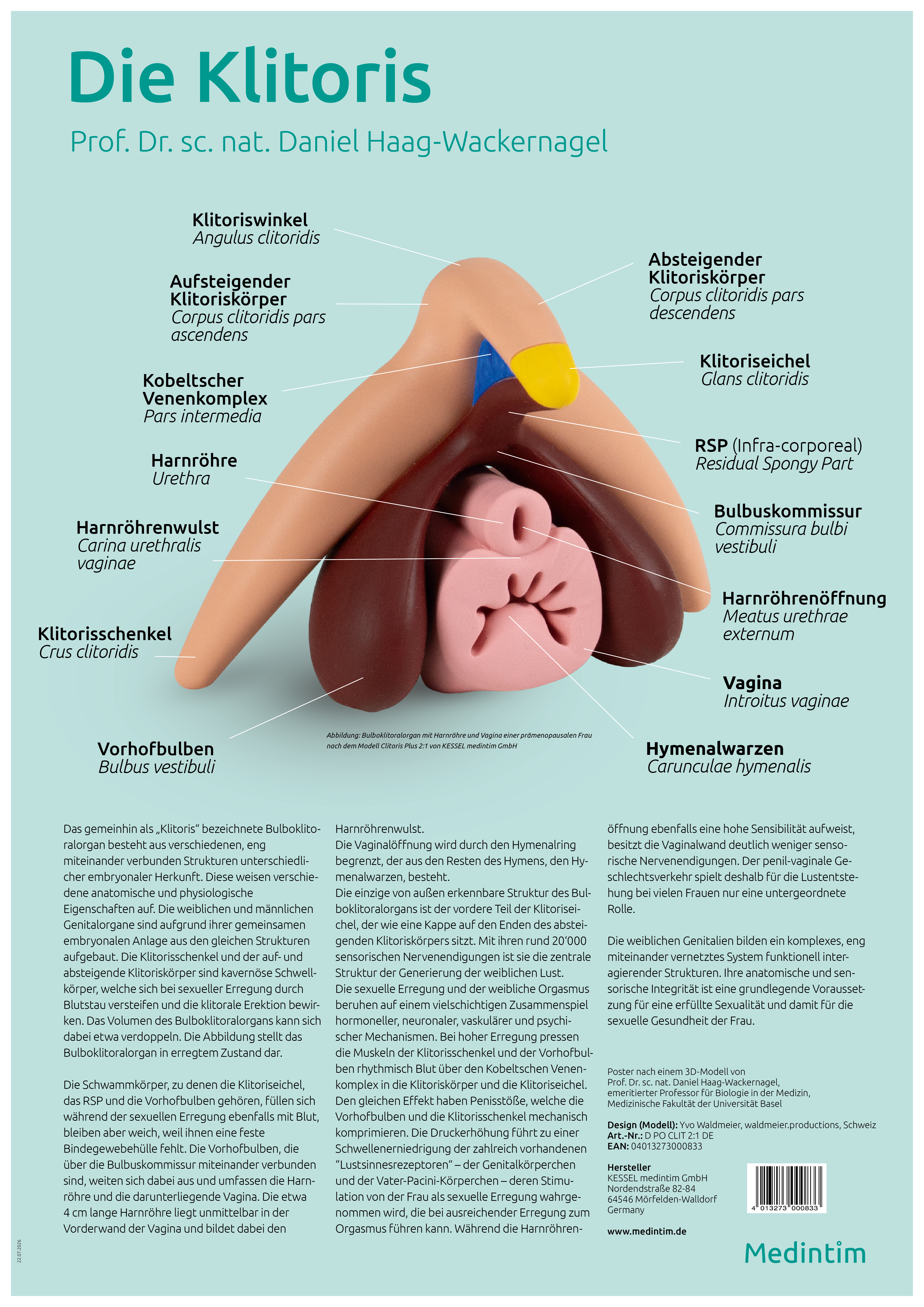 Plakat von Klitoris plus 2:1 Modell