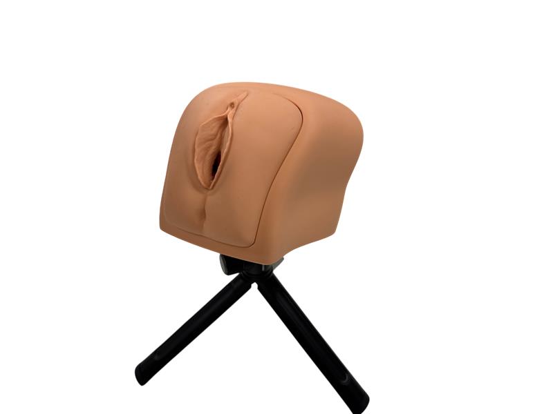 Vagina Cervix Uterus Modell